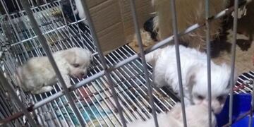 Clausura del criadero clandestino de la zona sur