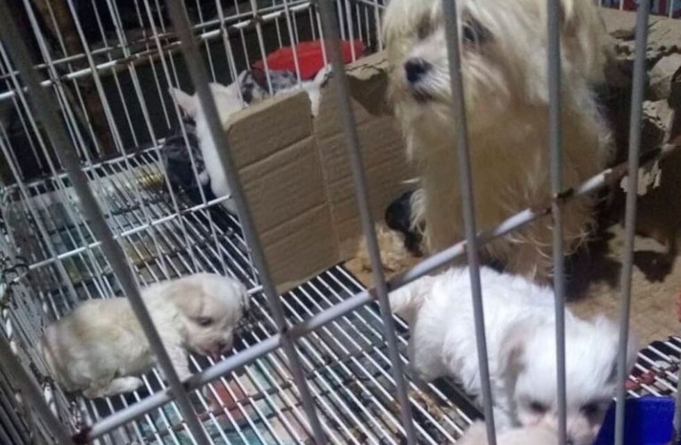Cómo hacer para adoptar alguno de los perritos secuestrados del criadero clandestino