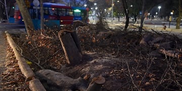 Tala de árboles en Mendoza