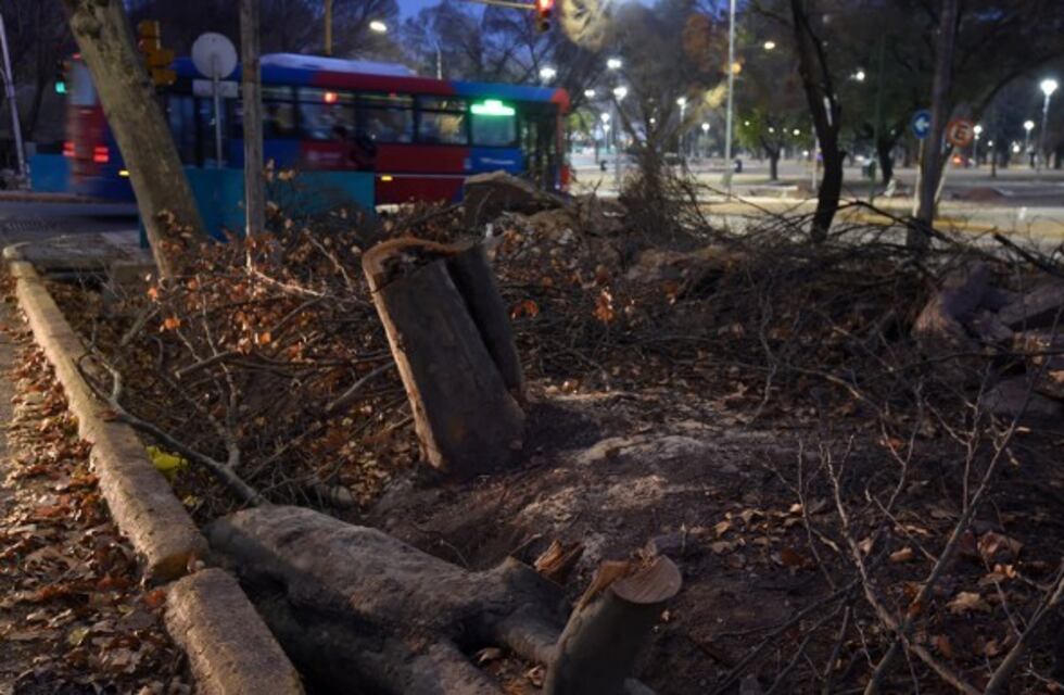 Importante tala de árboles en el centro de Mendoza