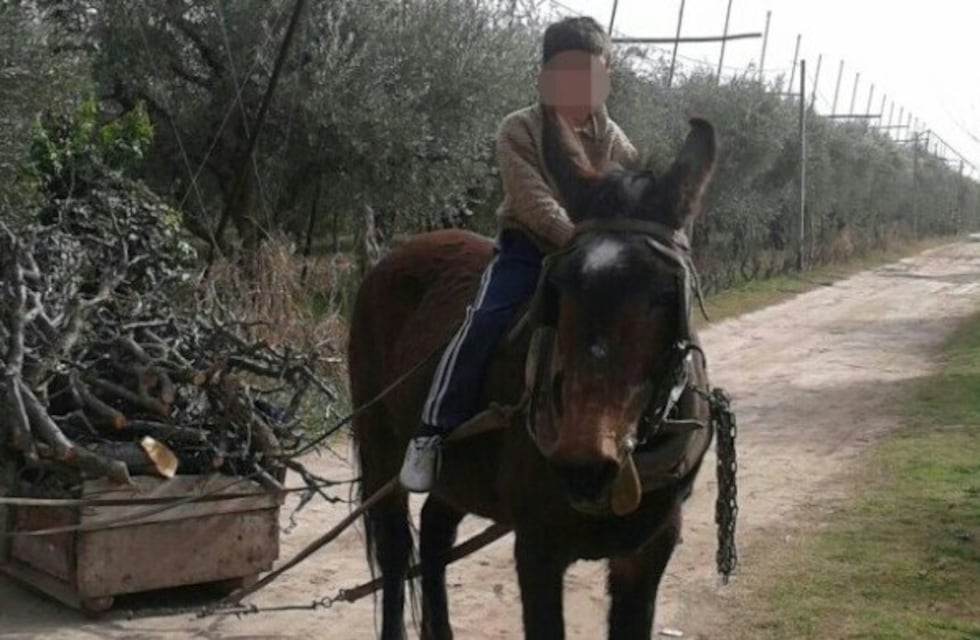 La Policía encontró a la mula "mascota"