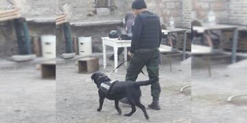 Se detuvo a dos personas que comercializarían la droga a la ciudad\u002E