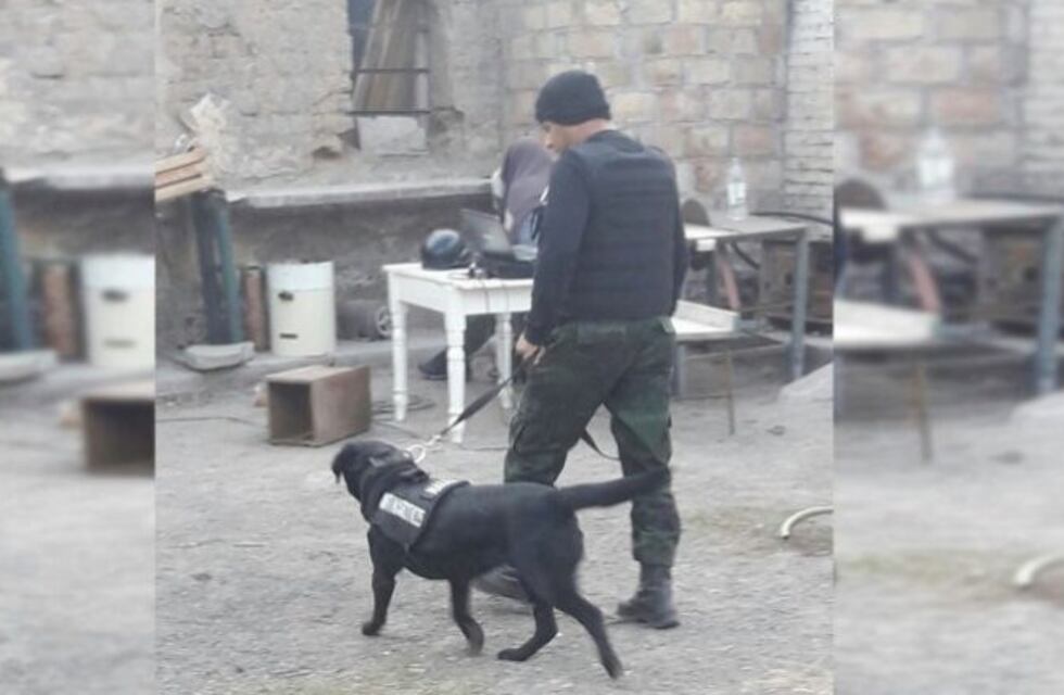 Hallan 10 kilos de marihuana en la chacra de Allen