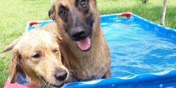 Los perros de la policía ya cuentan con pileta para el calor\u002E