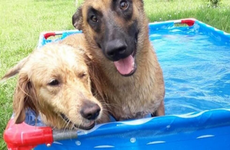 Los perros de la Policía ya tienen donde combatir al calor