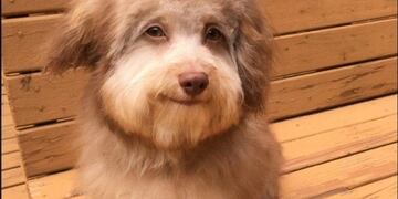 La divertida sonrisa de un perro que simula ser la de un humano y que revoluciona las redes