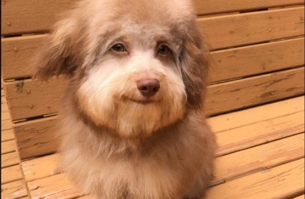 La divertida sonrisa de un perro que simula ser la de un humano y que revoluciona las redes