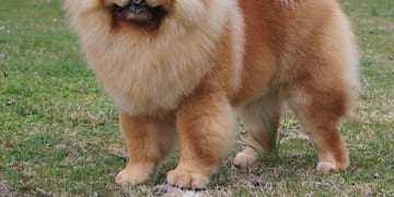 El joven habría pateado al perro Chow Chow que quería morder a sus propios canes.