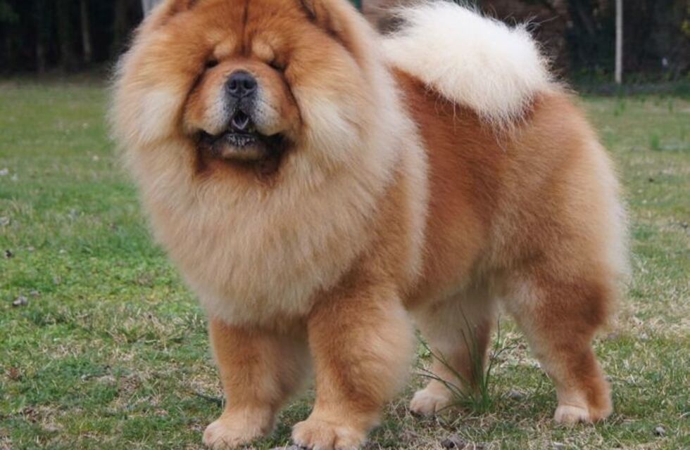 San Francisco: golpearon a un joven de 19 años al que acusaron de maltratar a su perro