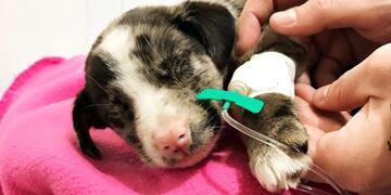 "Debemos 700 mil pesos": la dura realidad que vive Patitas al Rescate