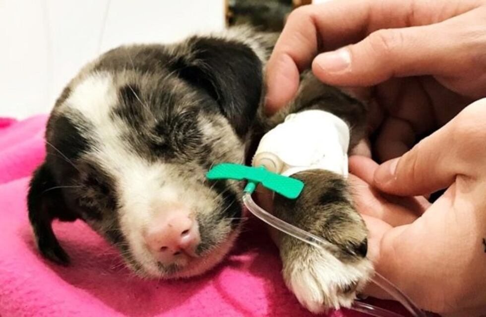 "Debemos 700 mil pesos": la dura realidad que vive Patitas al Rescate