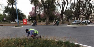 Plantines en la Plaza 25 de Mayo