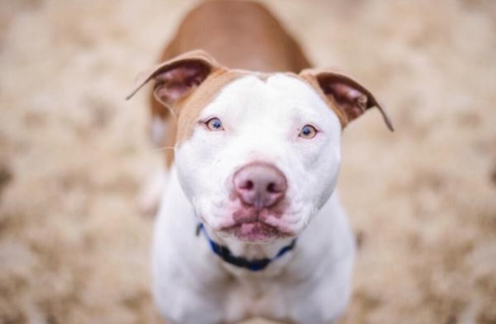 Realizan una masiva petición para que los pitbull que atacaron al ladrón no sean sacrificados