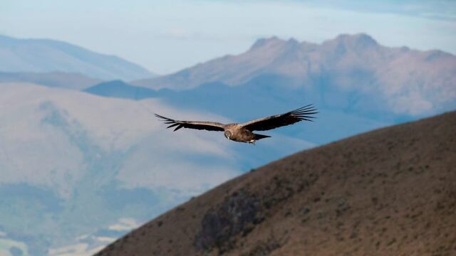 A female Andean Condor (Vultur gryphus) overflies the Chakana private reserve of the Jocotoco foundation, on the slopes of the Antisana volcano, 50 km southeast of Quito, on September 10, 2020\u002E - In a cliff of Ecuador, a couple of condors nest the hope of saving their species from extinction\u002E (Photo by Rodrigo BUENDIA / AFP)