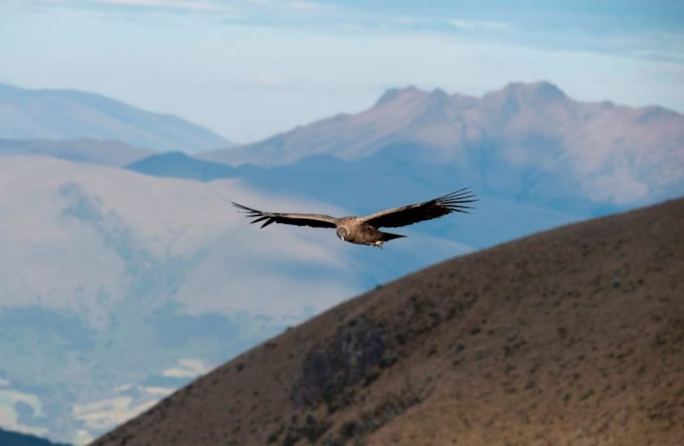 ¡La libertad de volver a volar! Emocionantes imágenes de un cóndor andino reencontrándose con el cielo de las Altas Cumbres