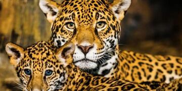 Intensifican la campaña de preservación del Yaguareté