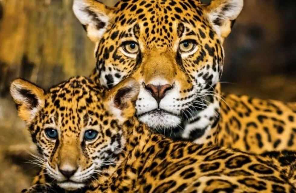 Intensifican la campaña de preservación del Yaguareté