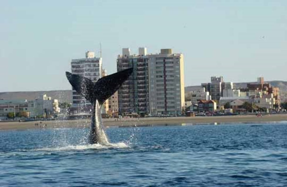 El relevamiento de ballenas arrojó la presencia de unos 1.000 ejemplares