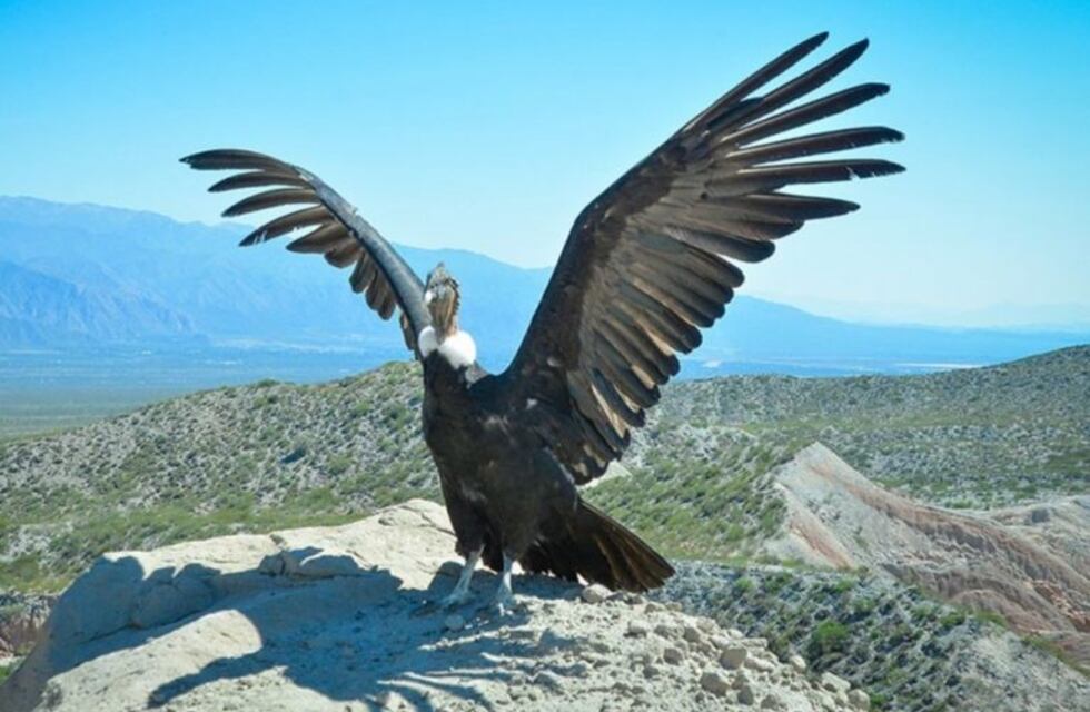 Ritual y emoción durante la liberación del cóndor Wak'a en Cafayate