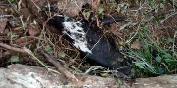 Andresito: denuncian nuevo ataque de pumas a ovejas