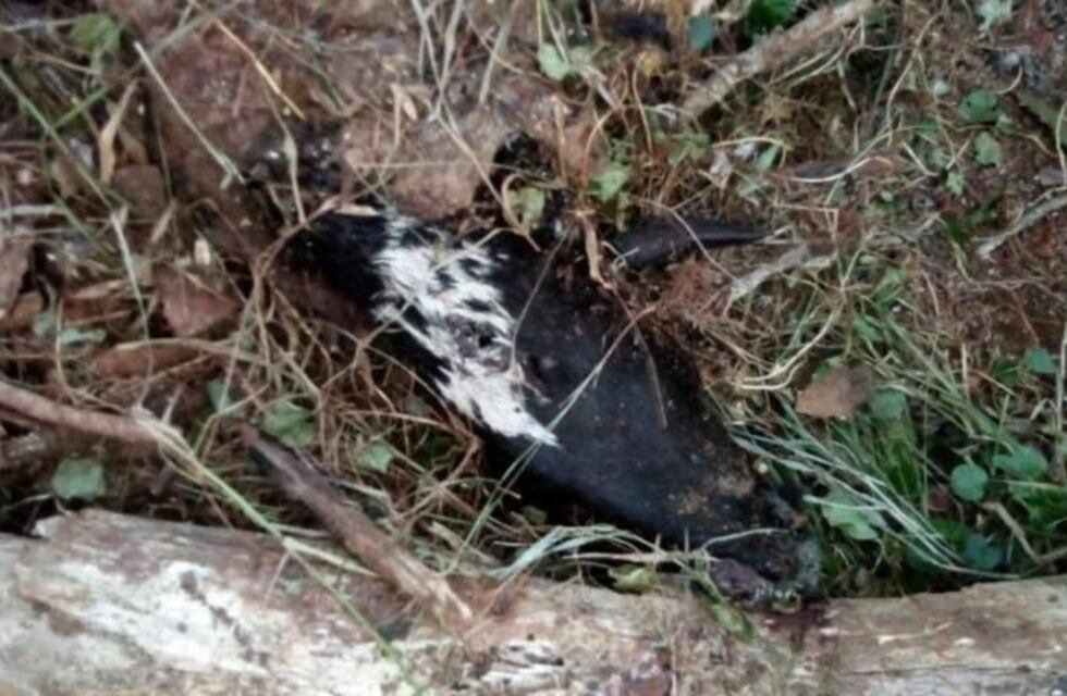 Andresito: denuncian nuevo ataque de pumas a ovejas