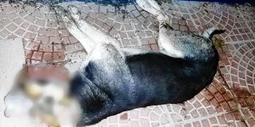 Mueren 8 perros envenenados en Maciel