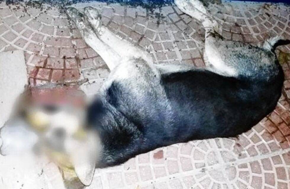Murieron envenenados ocho perritos en Maciel