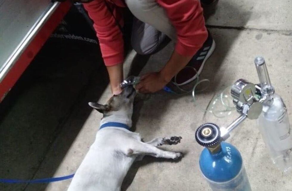 Héroe de 4 patas: un perro salvó la vida de sus dueños y luego murió