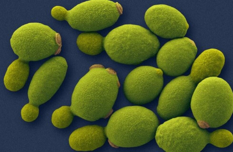 Levadura Pichia: una empresa francesa anunció inversión millonaria en Salta