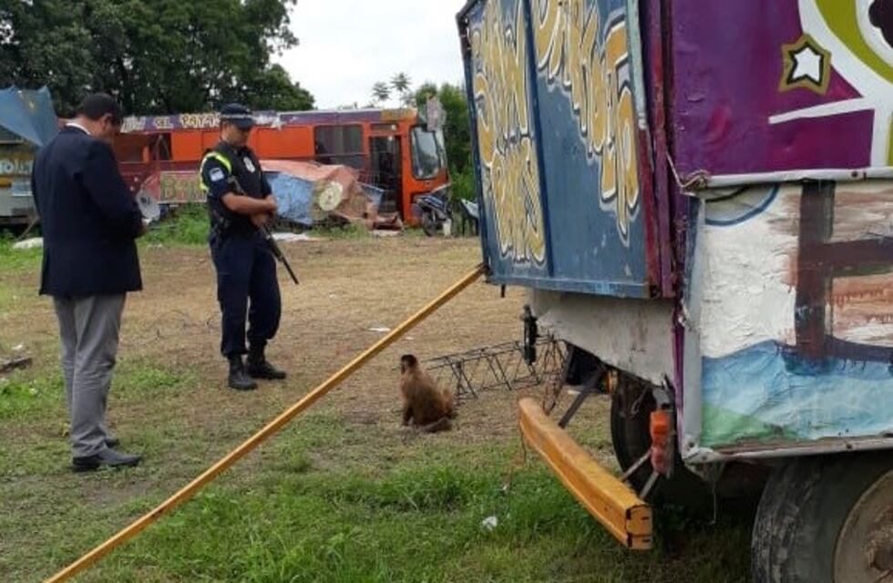 Rescatan un mono y aves de distintas especies que eran explotados en un circo de Gastona Norte