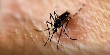 Nuevos casos de dengue