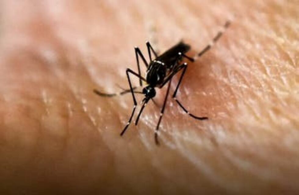 Dengue: Realizan controles sanitarios y refuerzan prevención