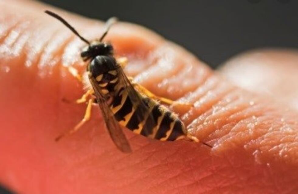 Lo picó un insecto en el ojo y chocó en el semáforo
