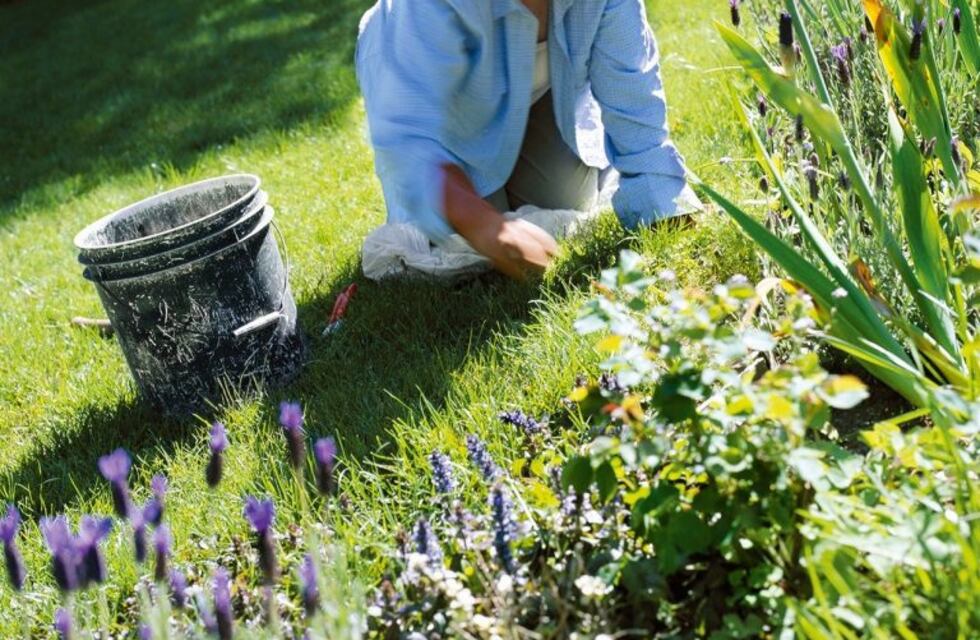 Quien bien siembra, bien cosecha