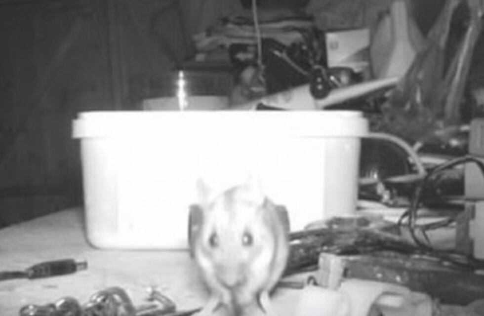 Un ratón ordenaba su taller todas las noches y lo descubrió con una cámara oculta