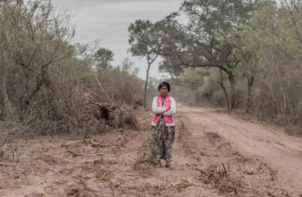 La Justicia ordenó detener el desmonte en el Chaco