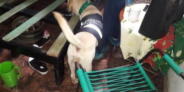 El can antinarcóticos de la la Federal de Misiones en acción\u002E (MisionesOnline)