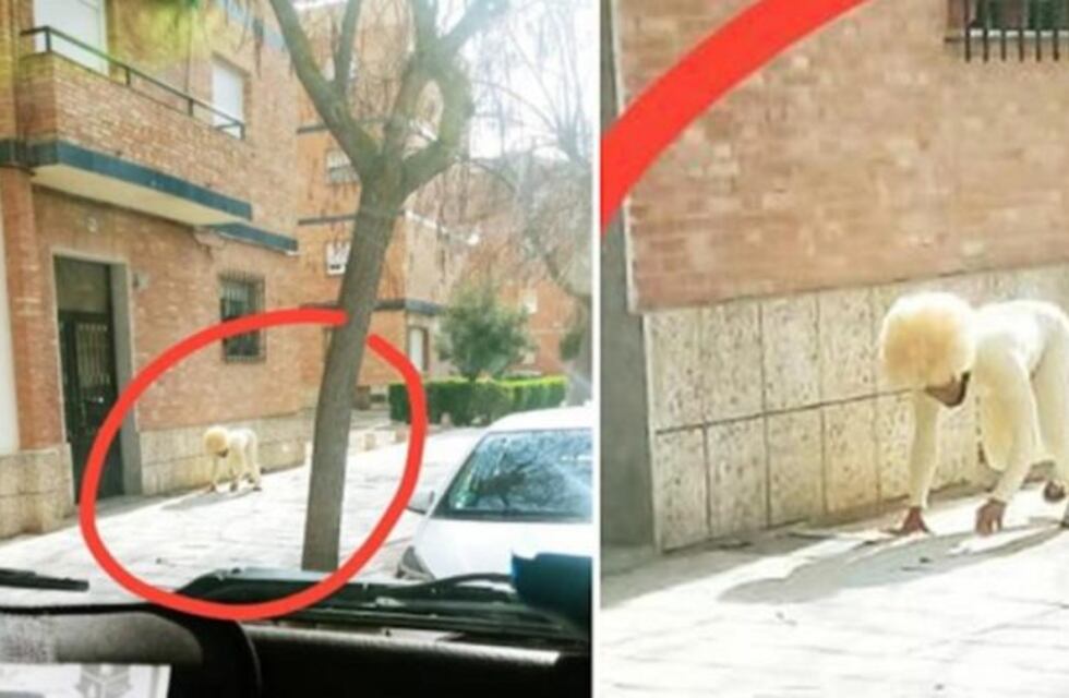 Insólito: un hombre se disfrazó de perro para salir a la calle durante la cuarentena