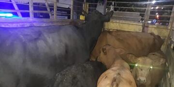 Secuestro de animales en Zona Rural de Arroyito