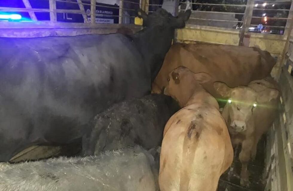 Arroyito: secuestraron animales que eran transportados un carro