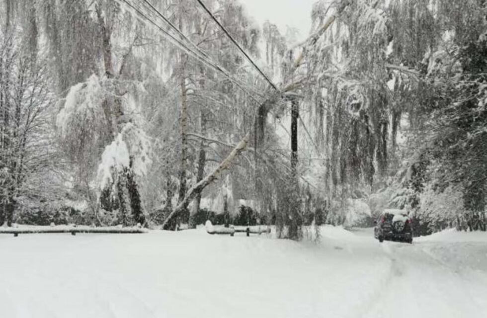Funcionarios de Bariloche buscan reducir los cortes de luz por caída de árboles