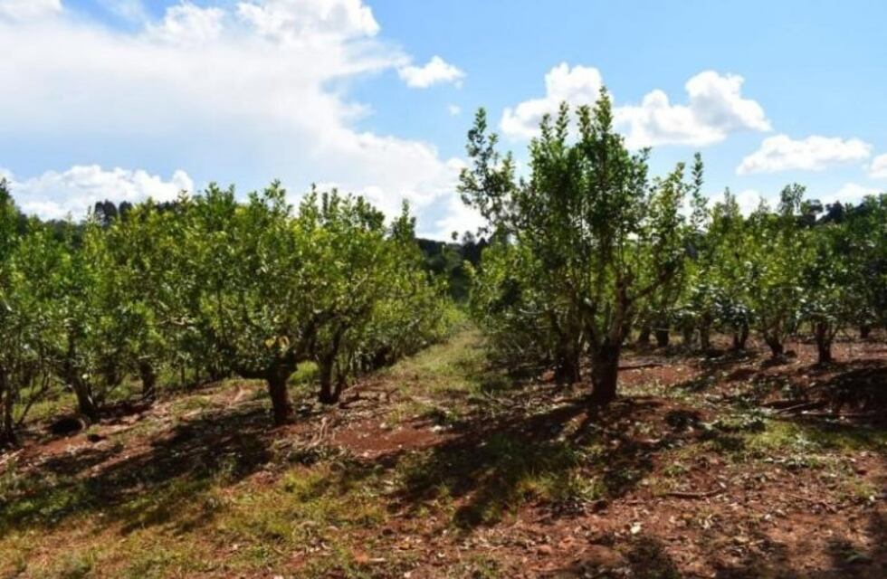 Los secaderos de yerba de San Pedro retoman sus actividades