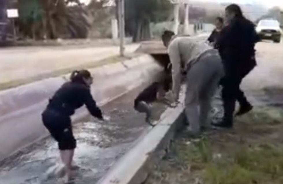 Salvaron a un perro que se había caído a un canal