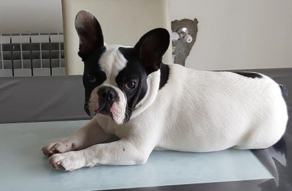 "Dos lucas" y un fernet: la recompensa para quien le devolvió a su perro "Vitto"