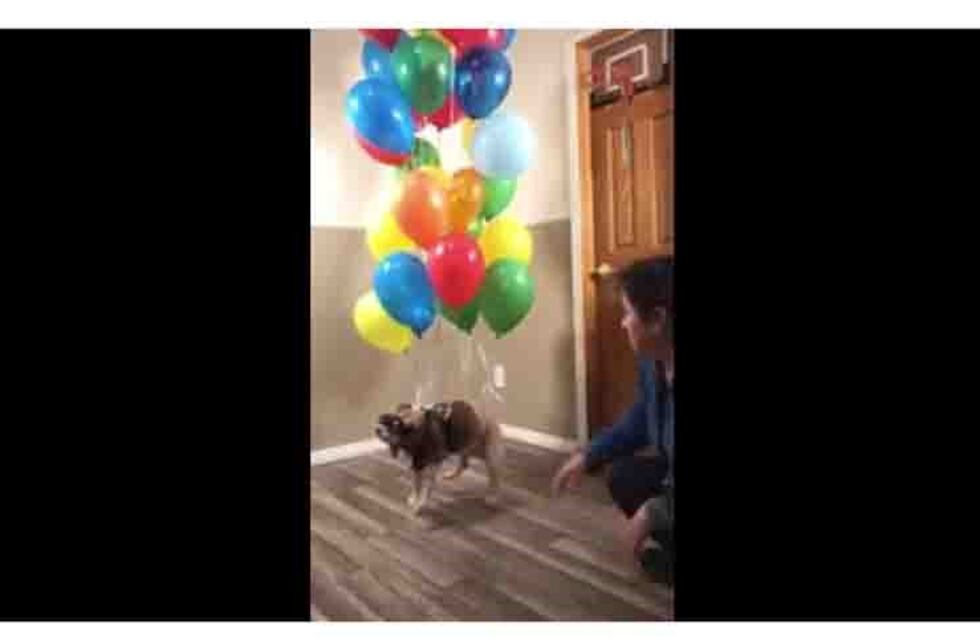 Hicieron volar a su perro adentro de su casa y las redes estallaron