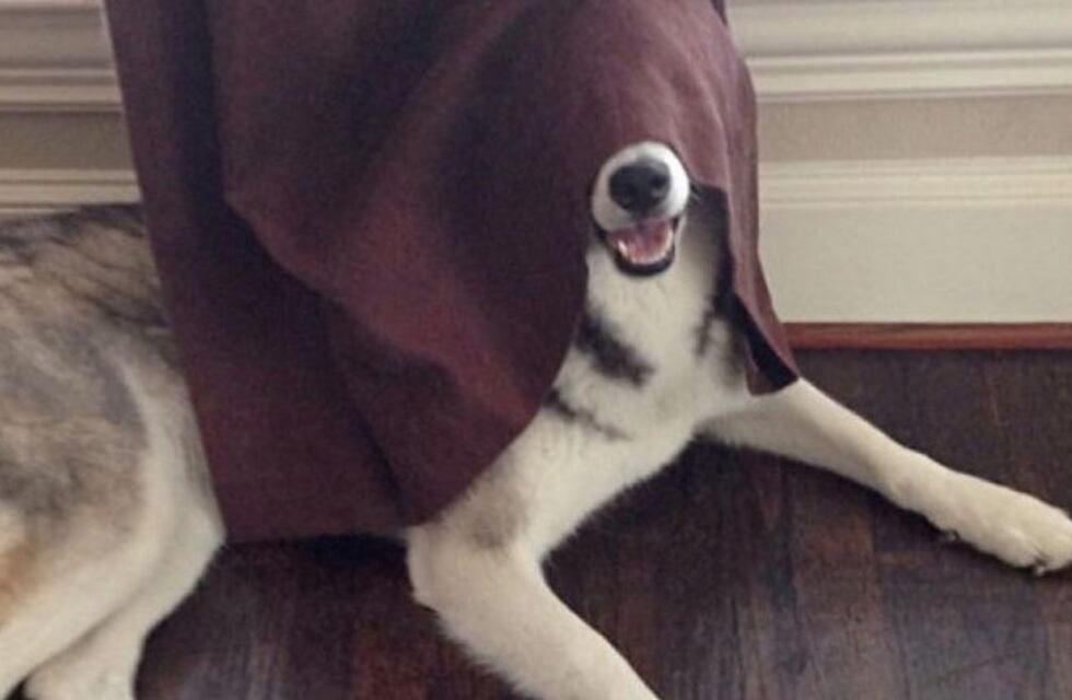 El hilarante video del perro que robó galletas y se terminó mandando al frente solo