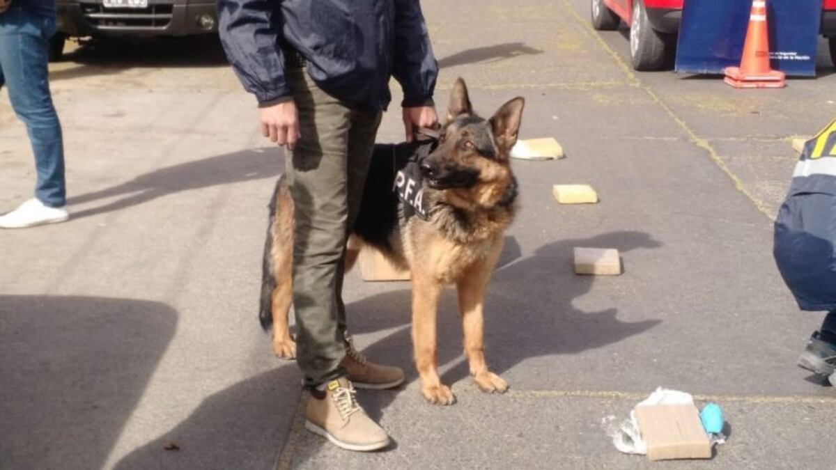 El accionar de Kuma permitió inacutar cerca de 60 kilos de droga