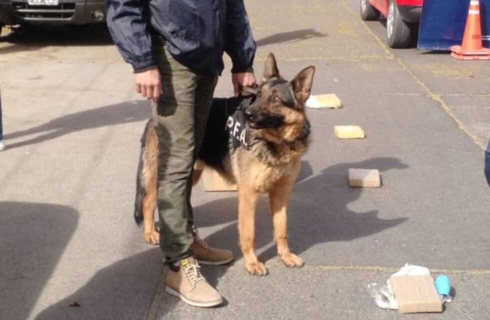 Kuma, la perra que desbarató dos bandas de droga