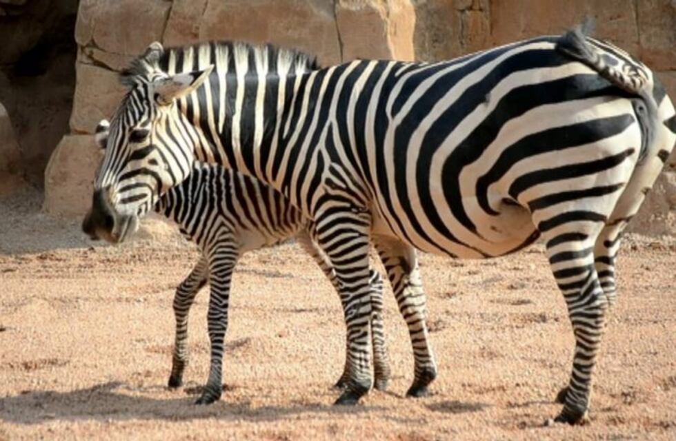 Acertijo viral: ¿Quién encuentra una cebra escondida en la fotografía?