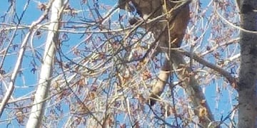 Puma atrapado en un árbol